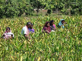 Herbal farming in Chhattisgarh: Gulbakawali