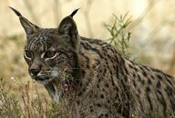 State Animal of Andalusia