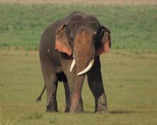 File:Asiatic Elephant.jpg