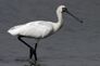 Bird of Macau Constituent Autonomous Territory