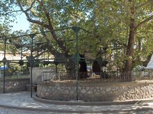 File:Plane tree of Hippocrates.jpg