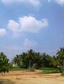The school ground