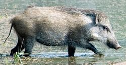 Sus scrofa davidi.jpg