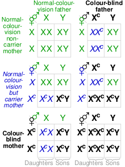 A chart showing likelihoods of genetic combinations and outcomes for red–green color blindness