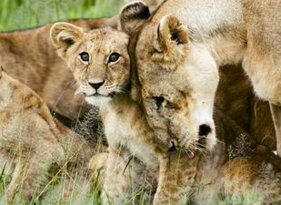 Head rubbing among pride members is a common social behaviour.