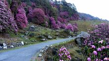 File:Natural flowers, Chopta, Uttarakhand.jpg