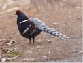 Bird of Manipuri Praant (Hindustan)
