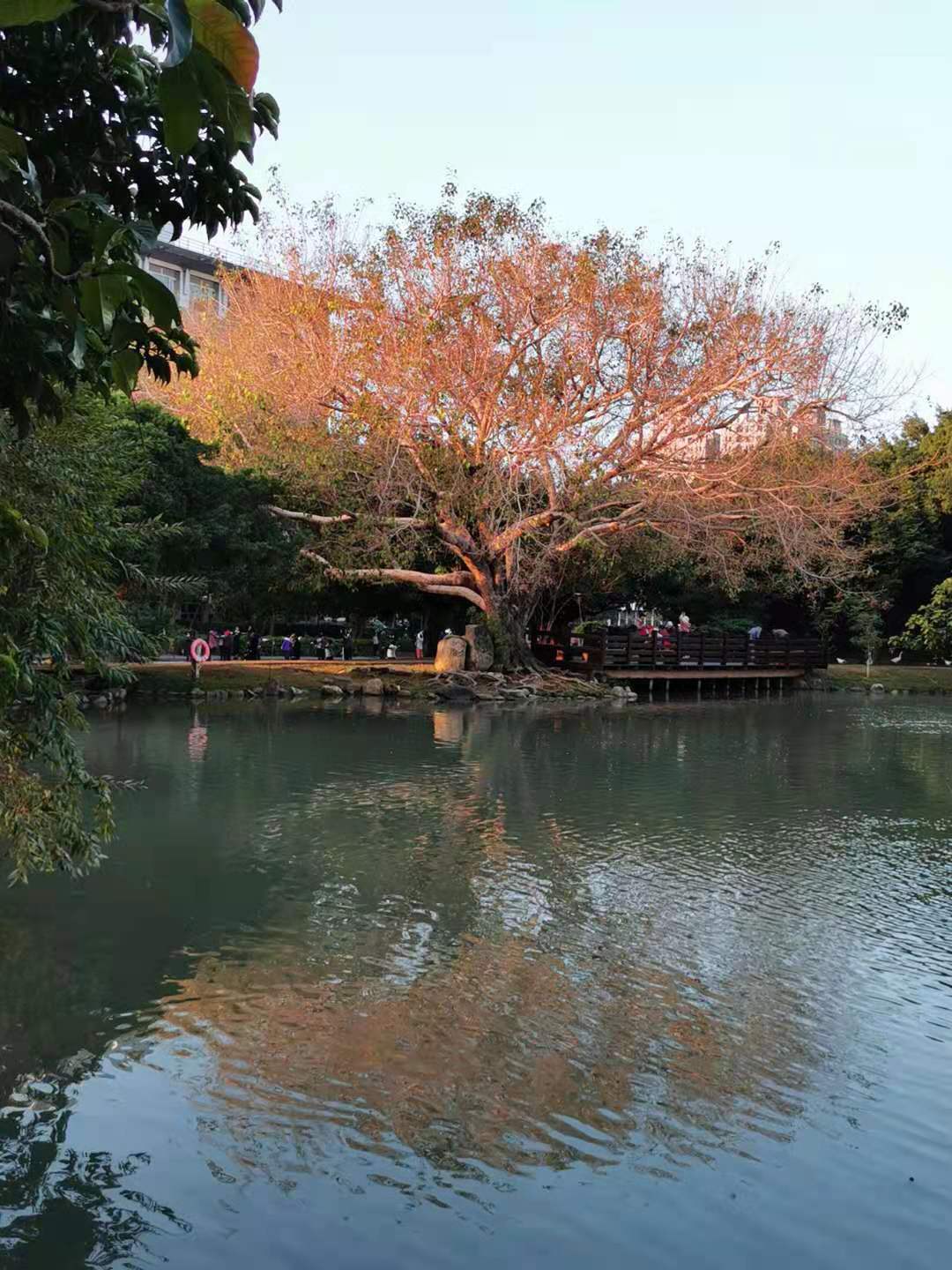 File:菩提樹 Ficus religiosa 20201218181050 01.jpg