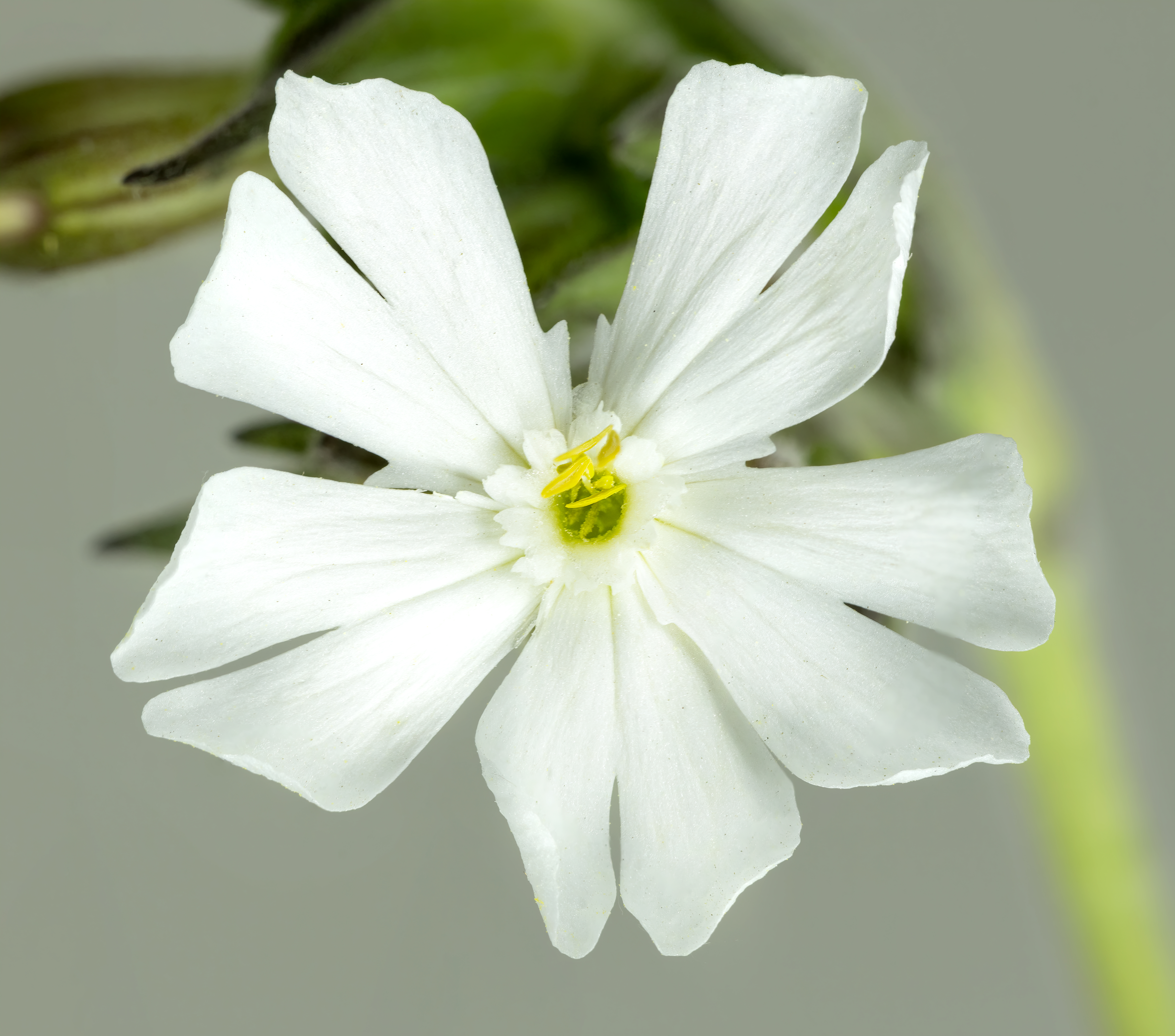 State Flower of Northumbria