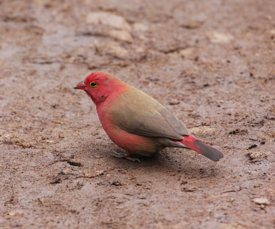 State Bird of Mali