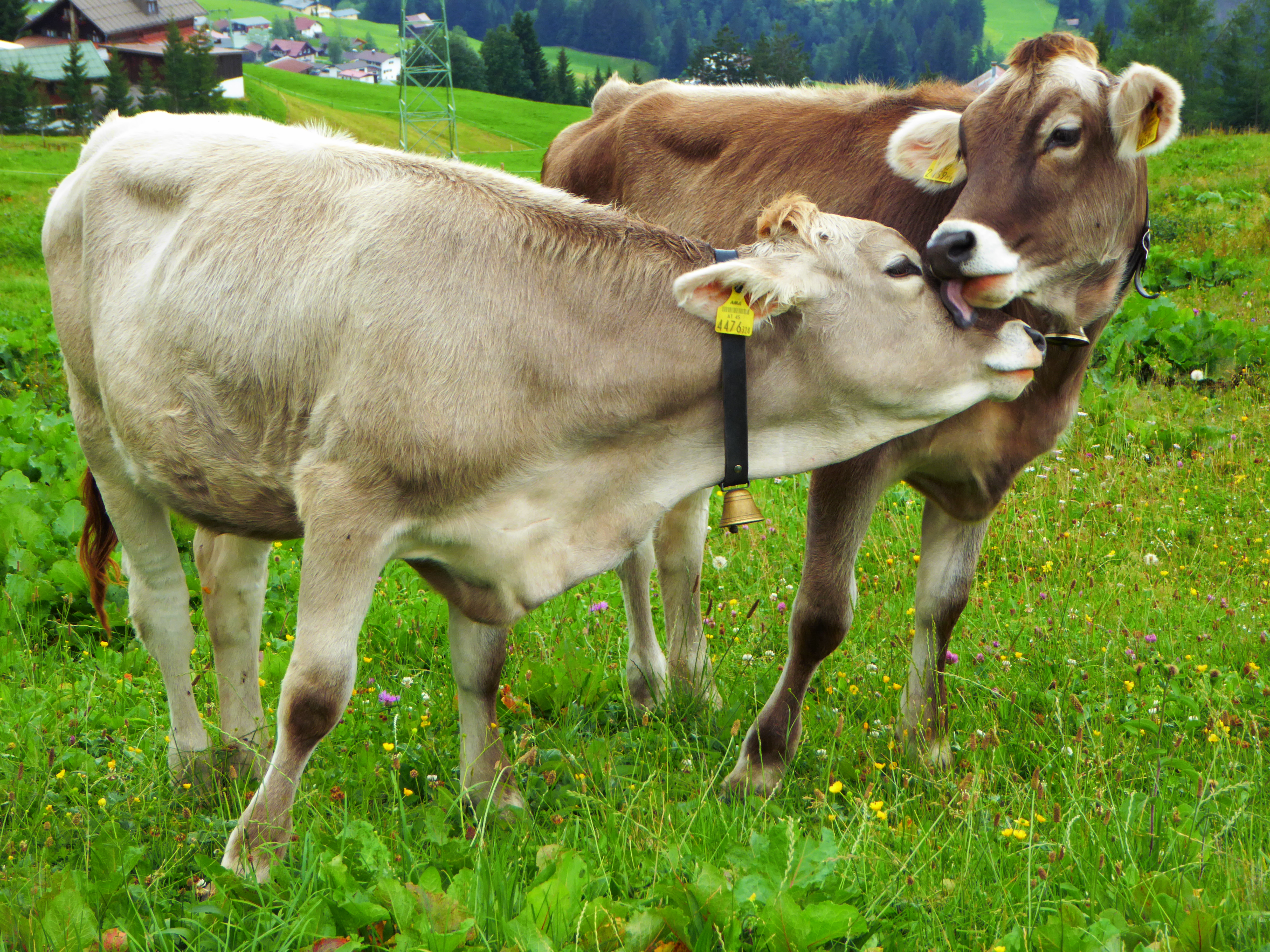 20150728 xl P1000804 Leck mich Zaertlichkeit der Rinder.JPG
