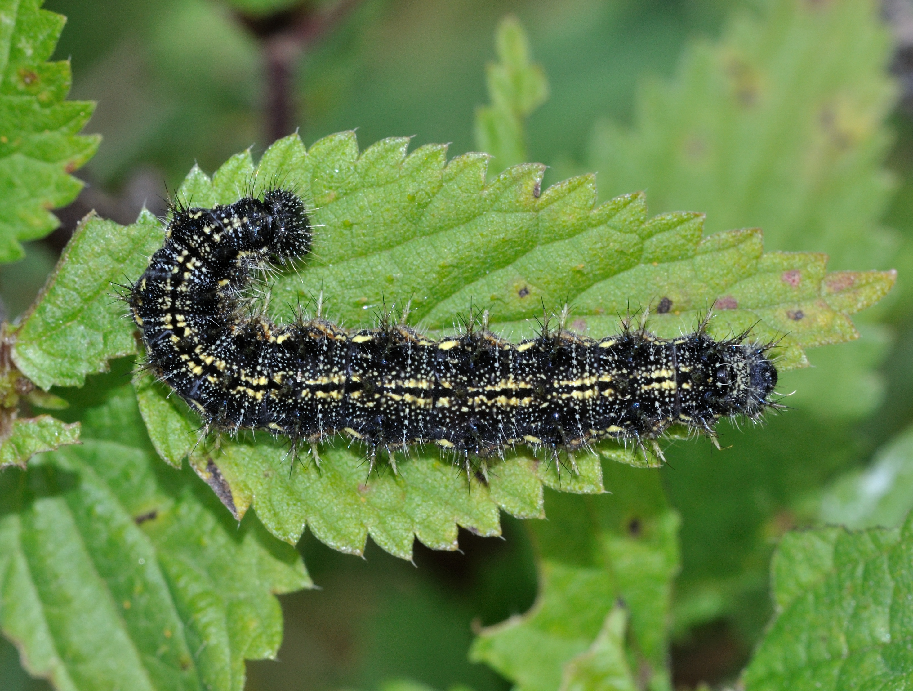 Caterpillar on a stinging nettle in Oberursel, Germany