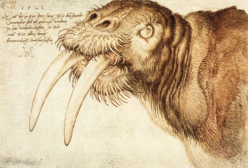 Albrecht Dürer - Drawing of a walrus, 1521