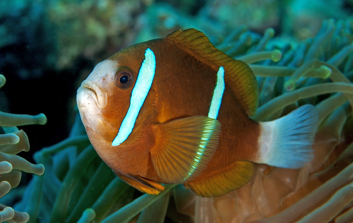Fish of the Independent Republic of Chagossia Nation-Island State