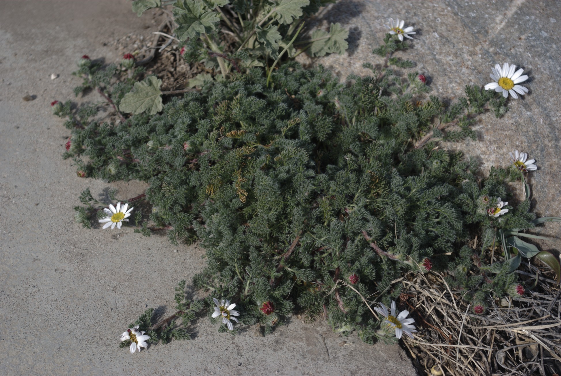 Akarkara (Anacyclus pyrethrum root)