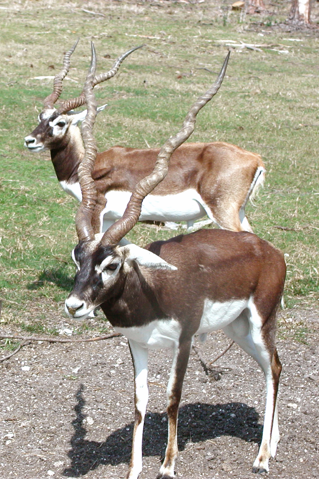 Animal of Doab (Hindustan)