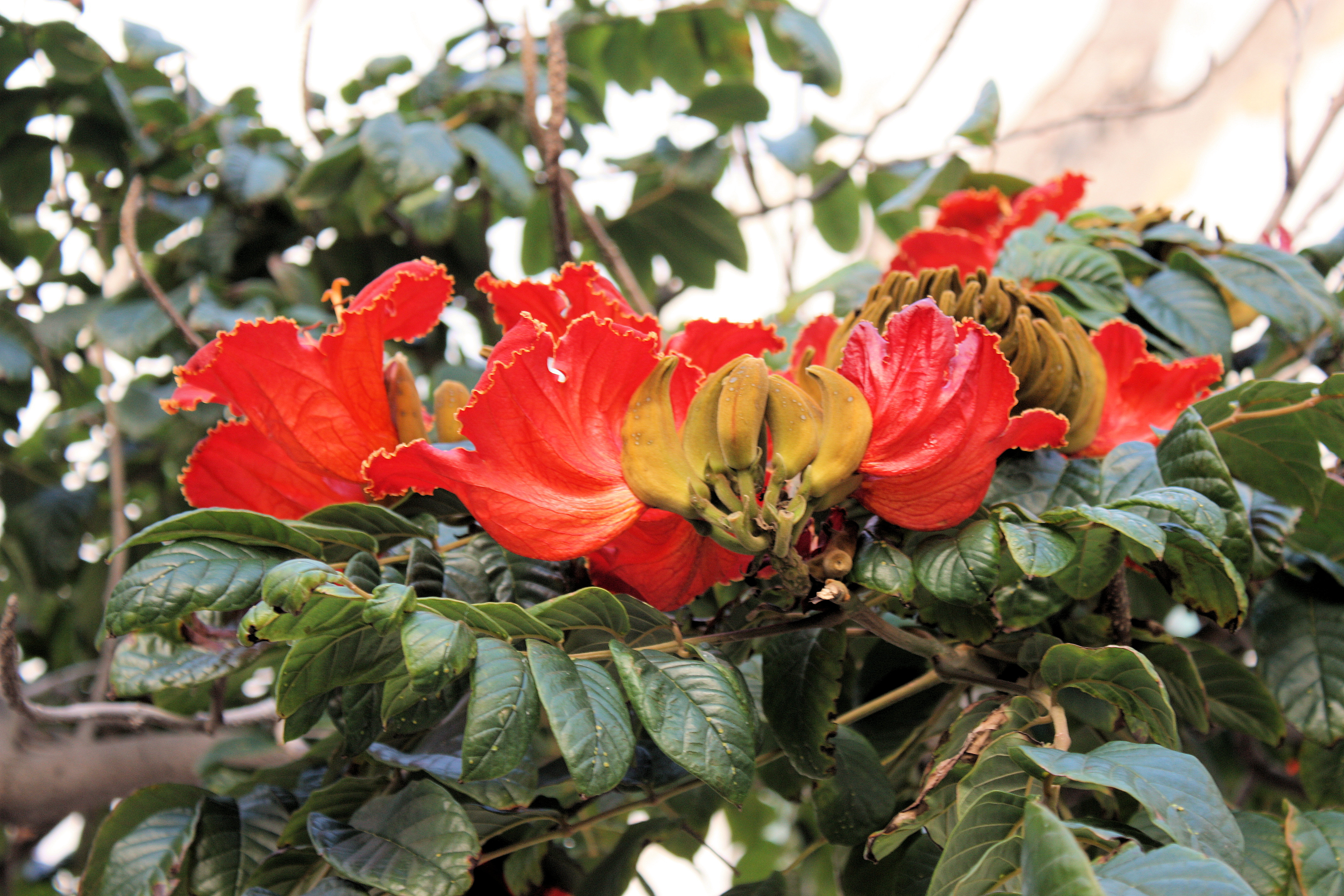 Flower of Ugandan State