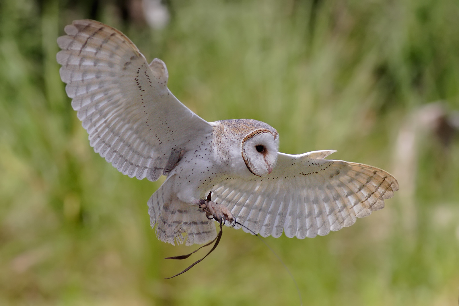 The soft feathers of an owl allow it to fly quietly.