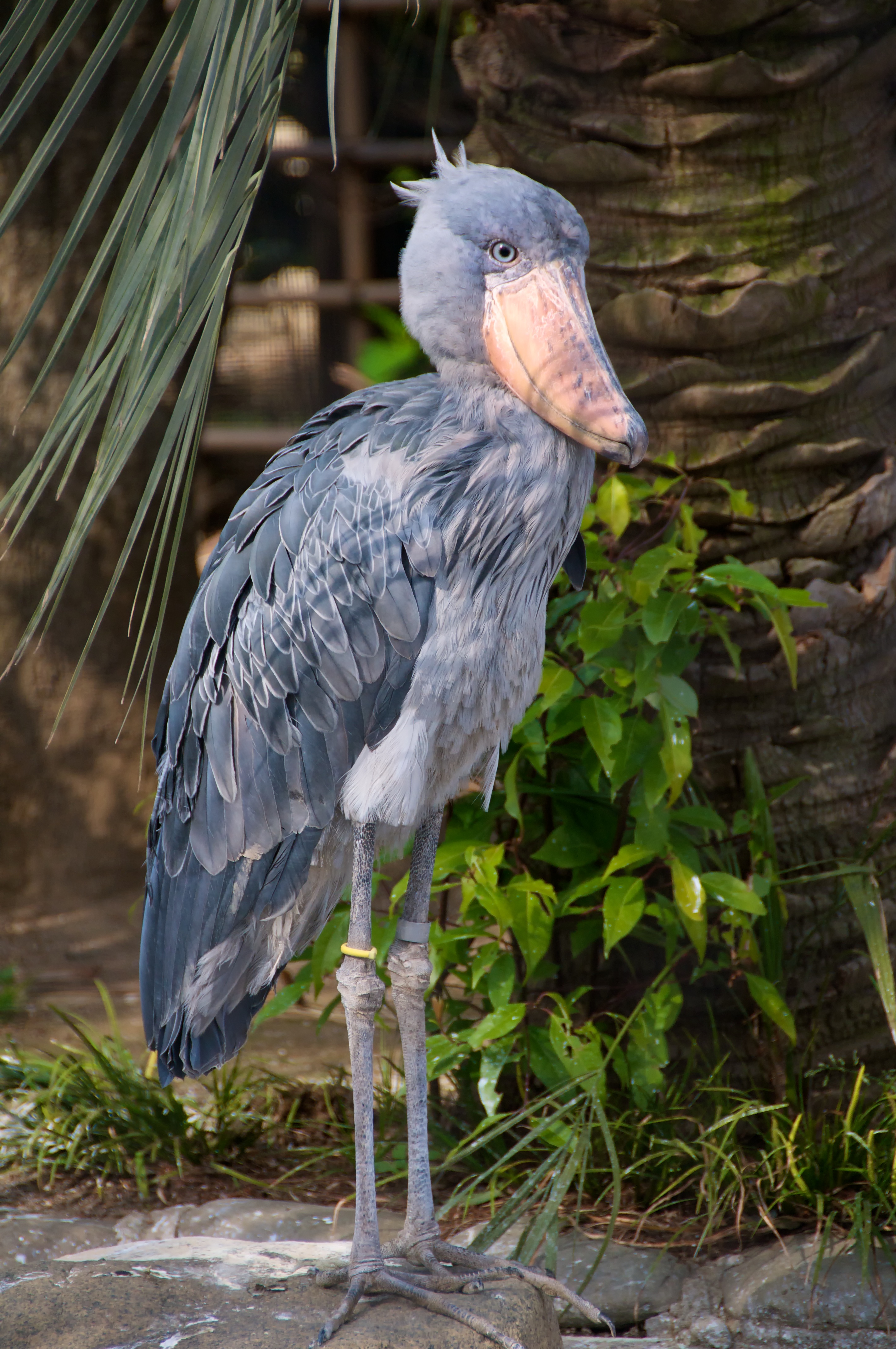Balaeniceps rex -Ueno Zoo, Tokyo, Japan-8a.jpg