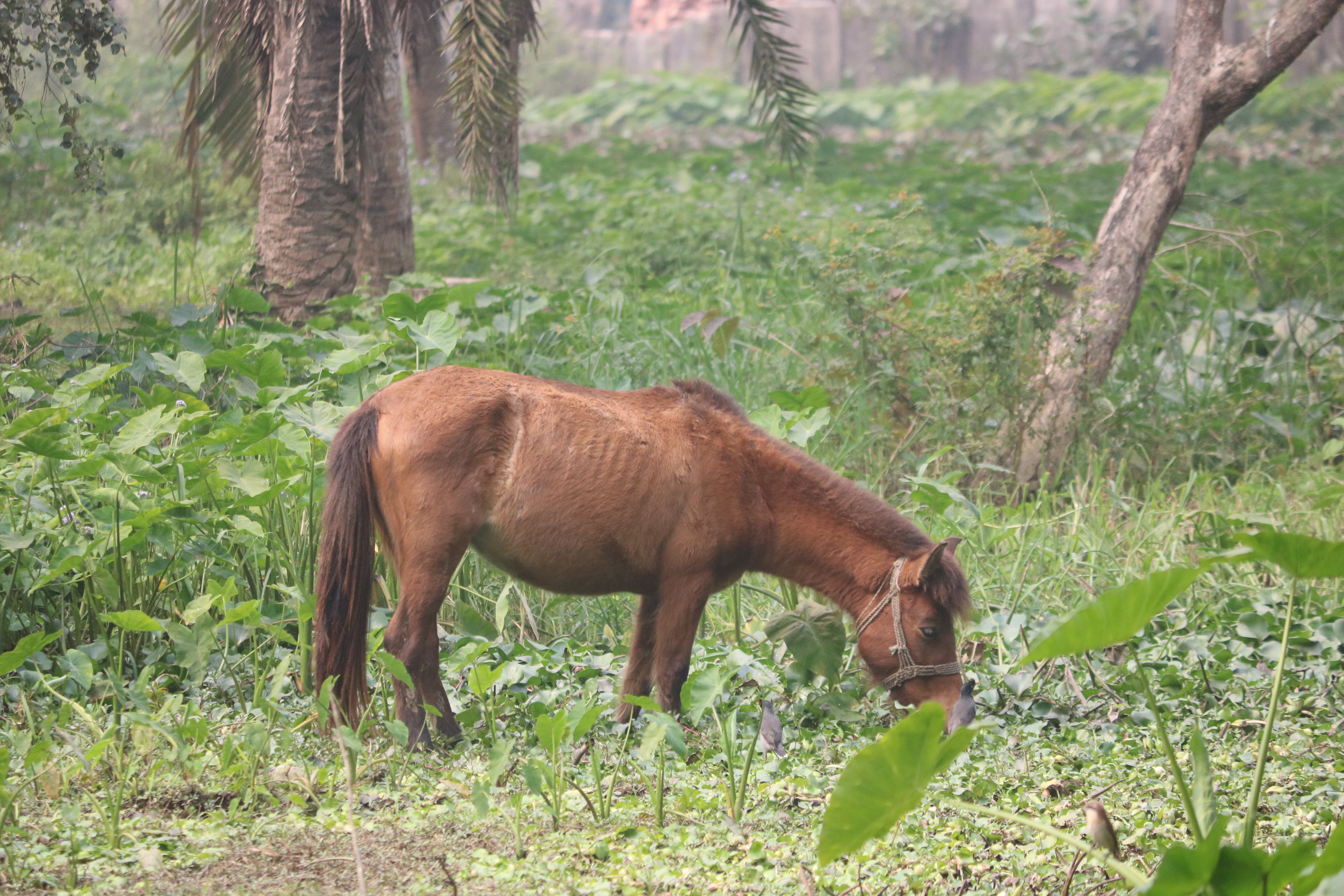 Bangladeshi native horse.jpg