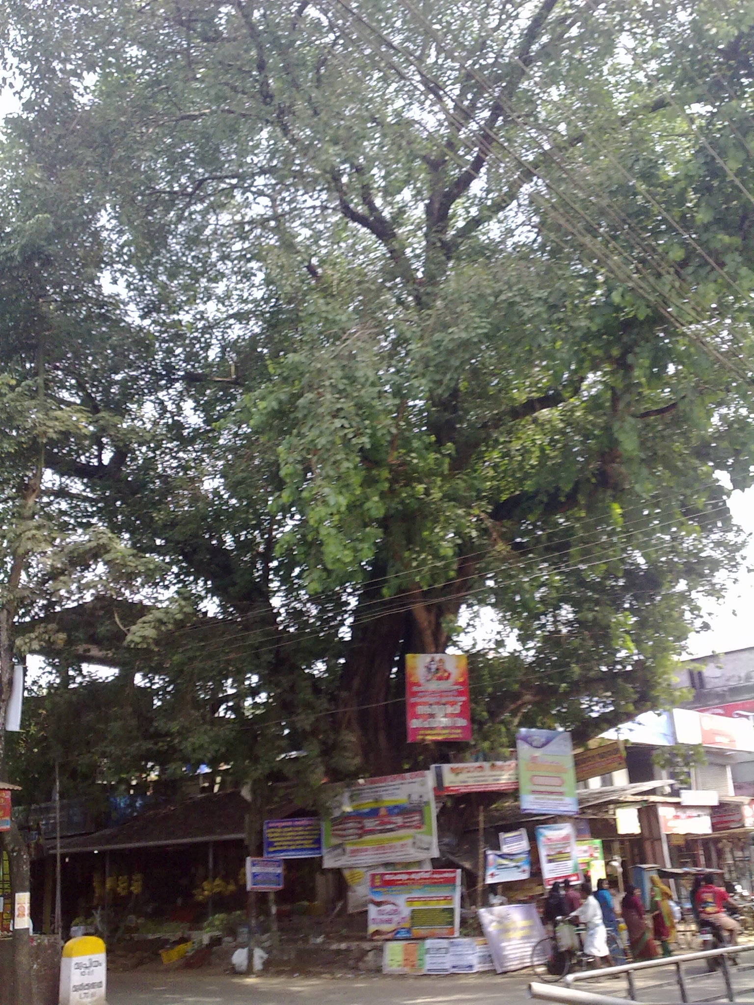 Banyan Tree @ Kodaly Junction.jpg