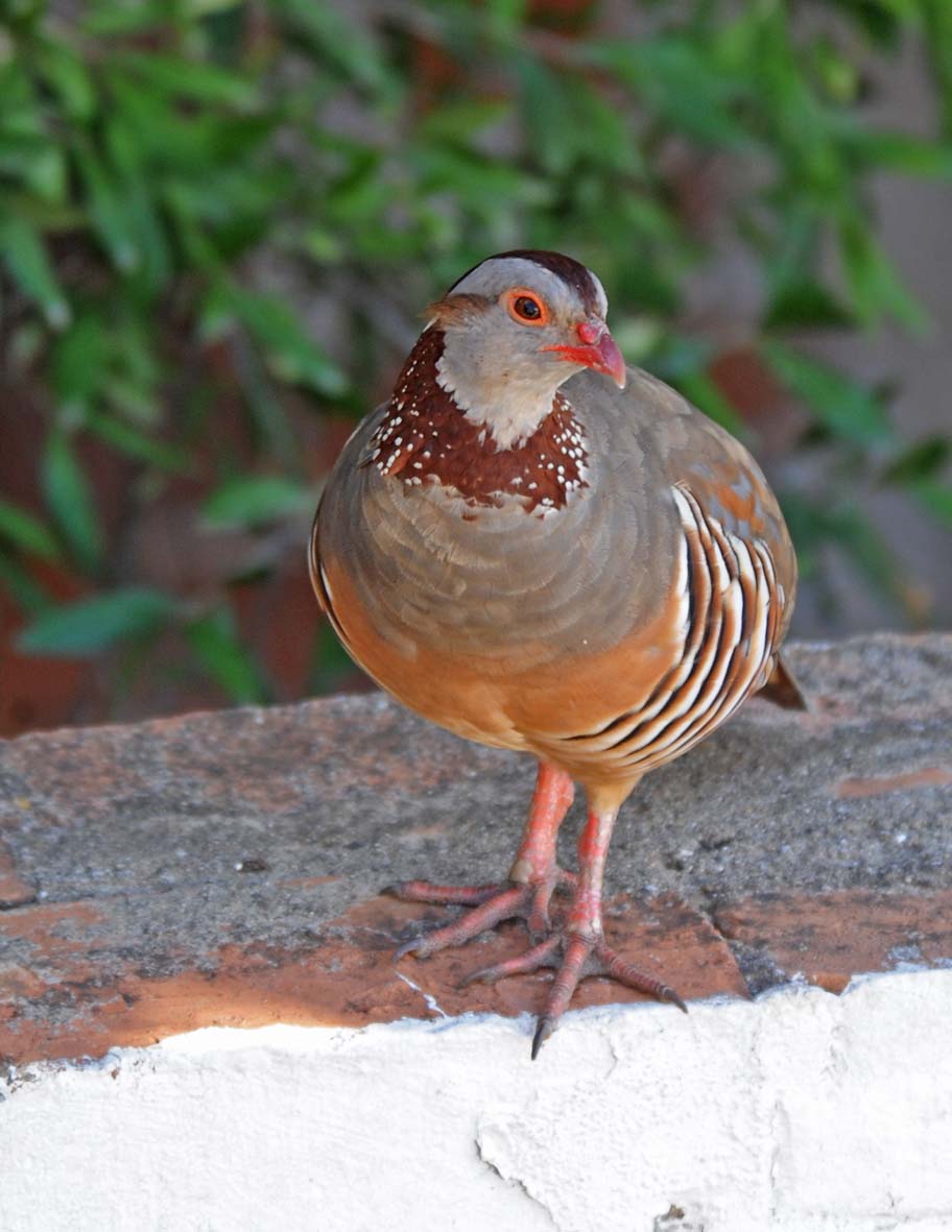 Bird of Gibraltar Constituent Autonomous Territory