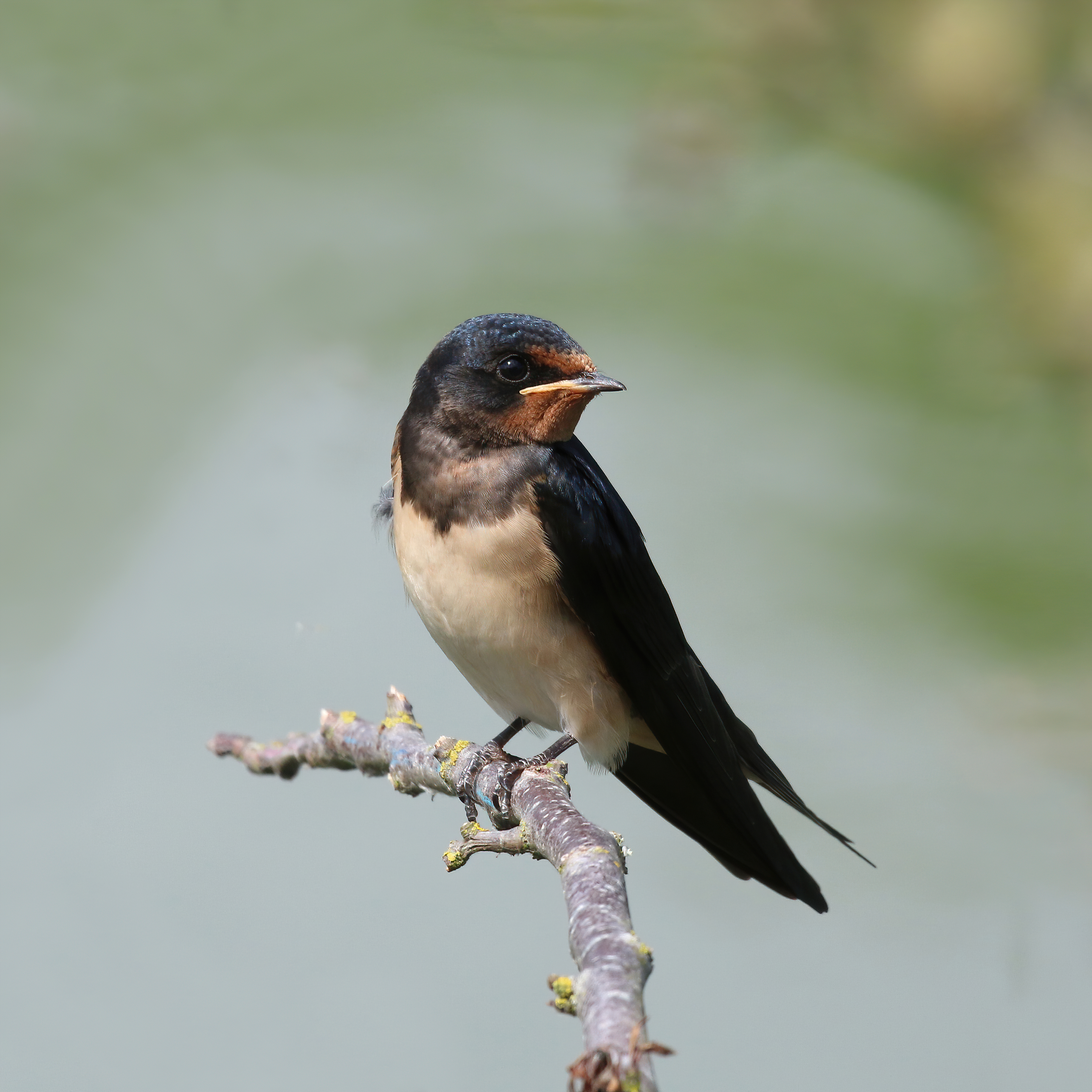 State Bird of Austria