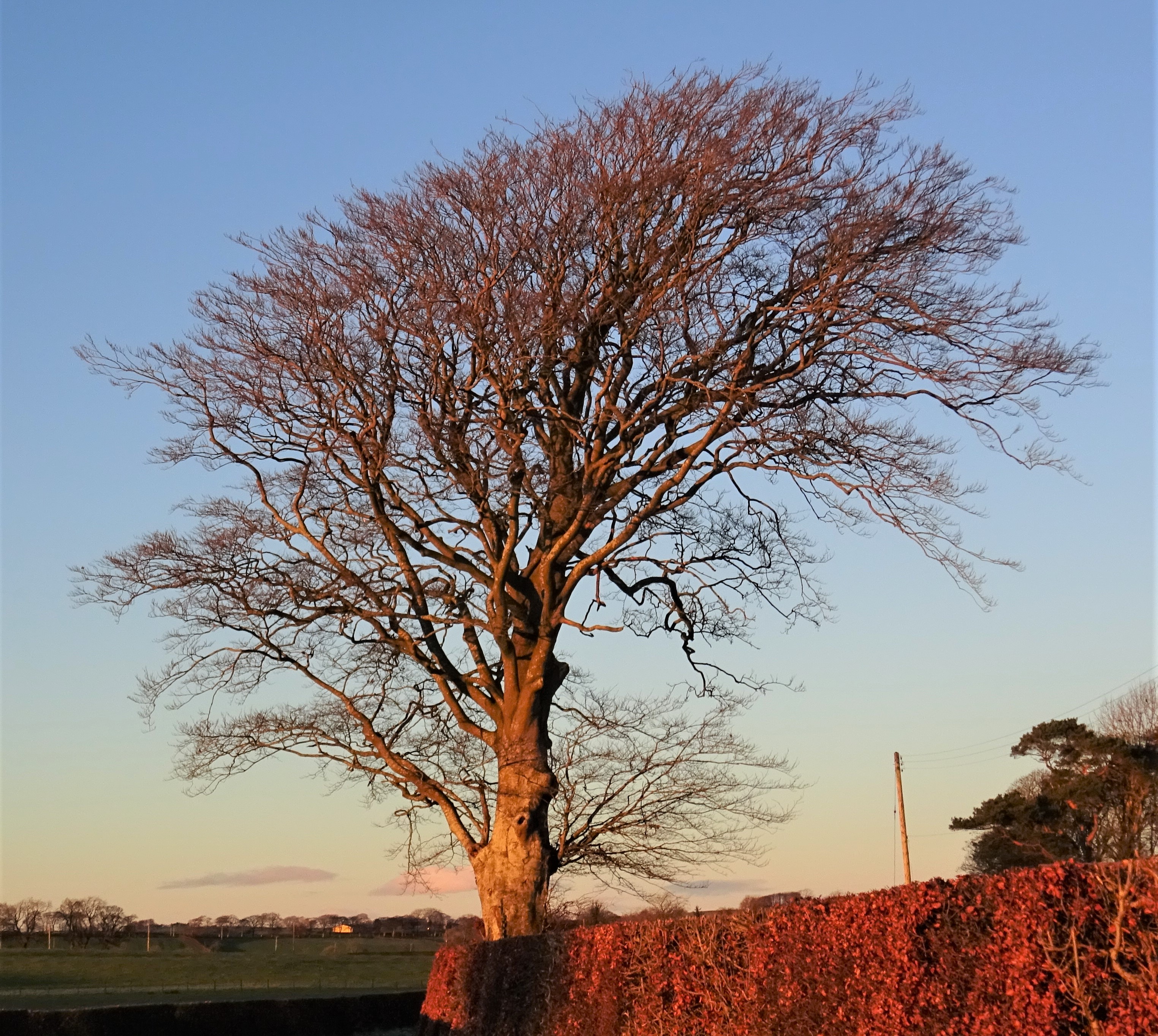State Tree of Fìfe