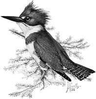 Kingfishers