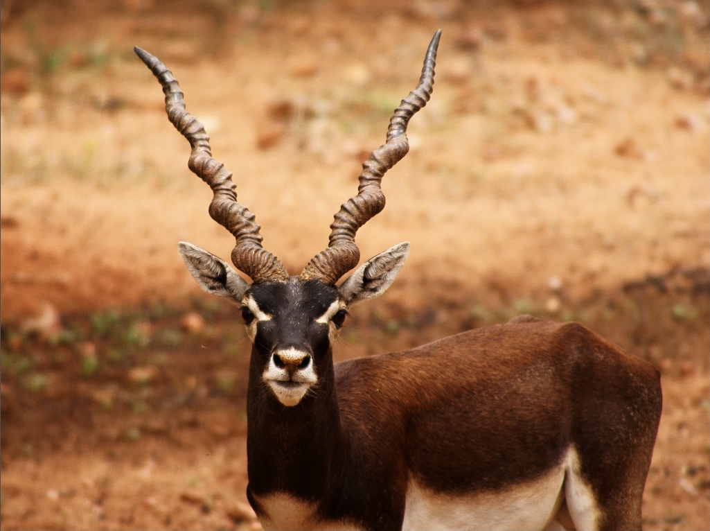 Blackbuck female