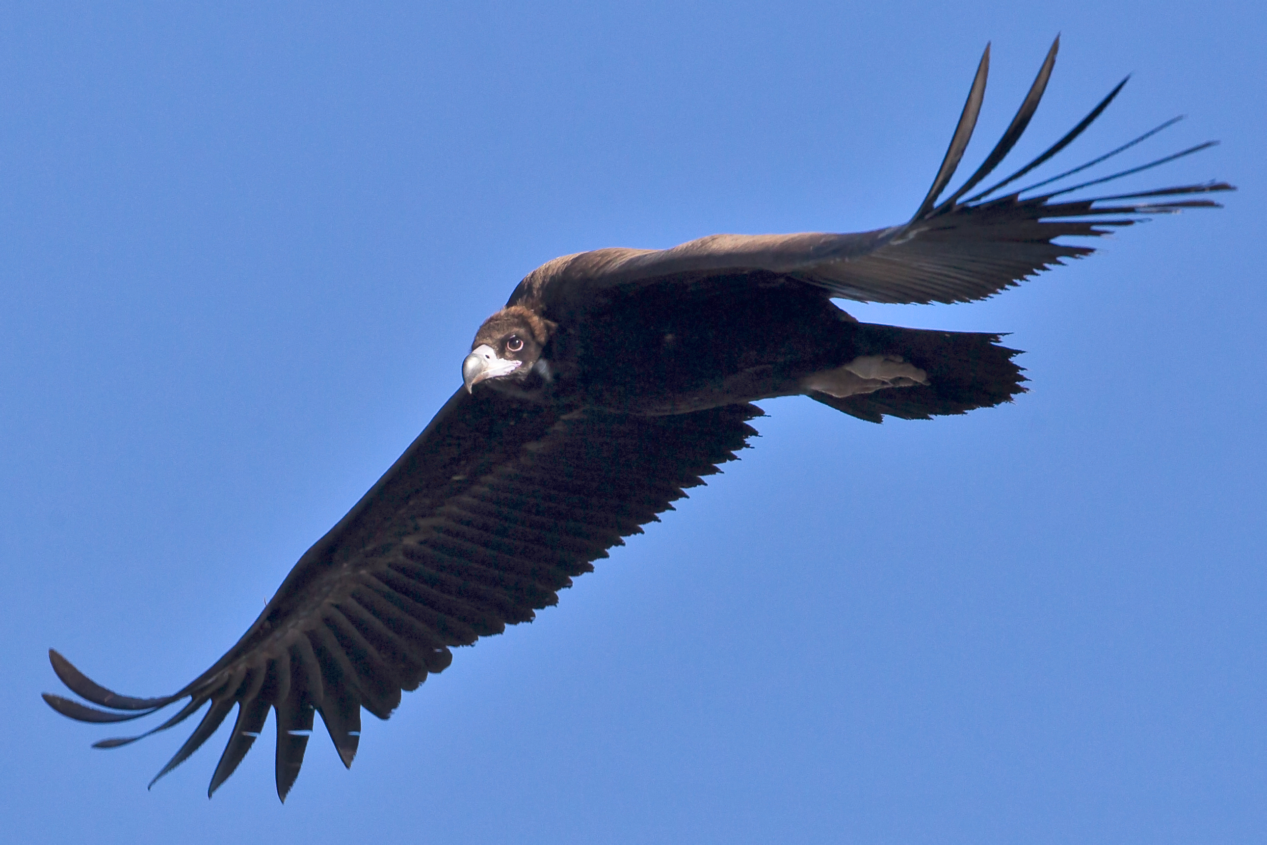 State Bird of Andalusia