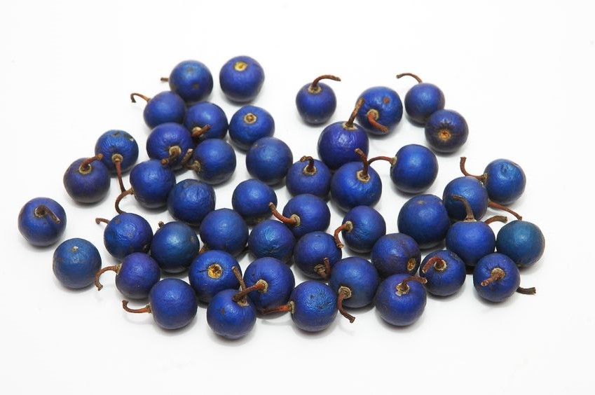Ripe rudraksha fruits with typical blue colour