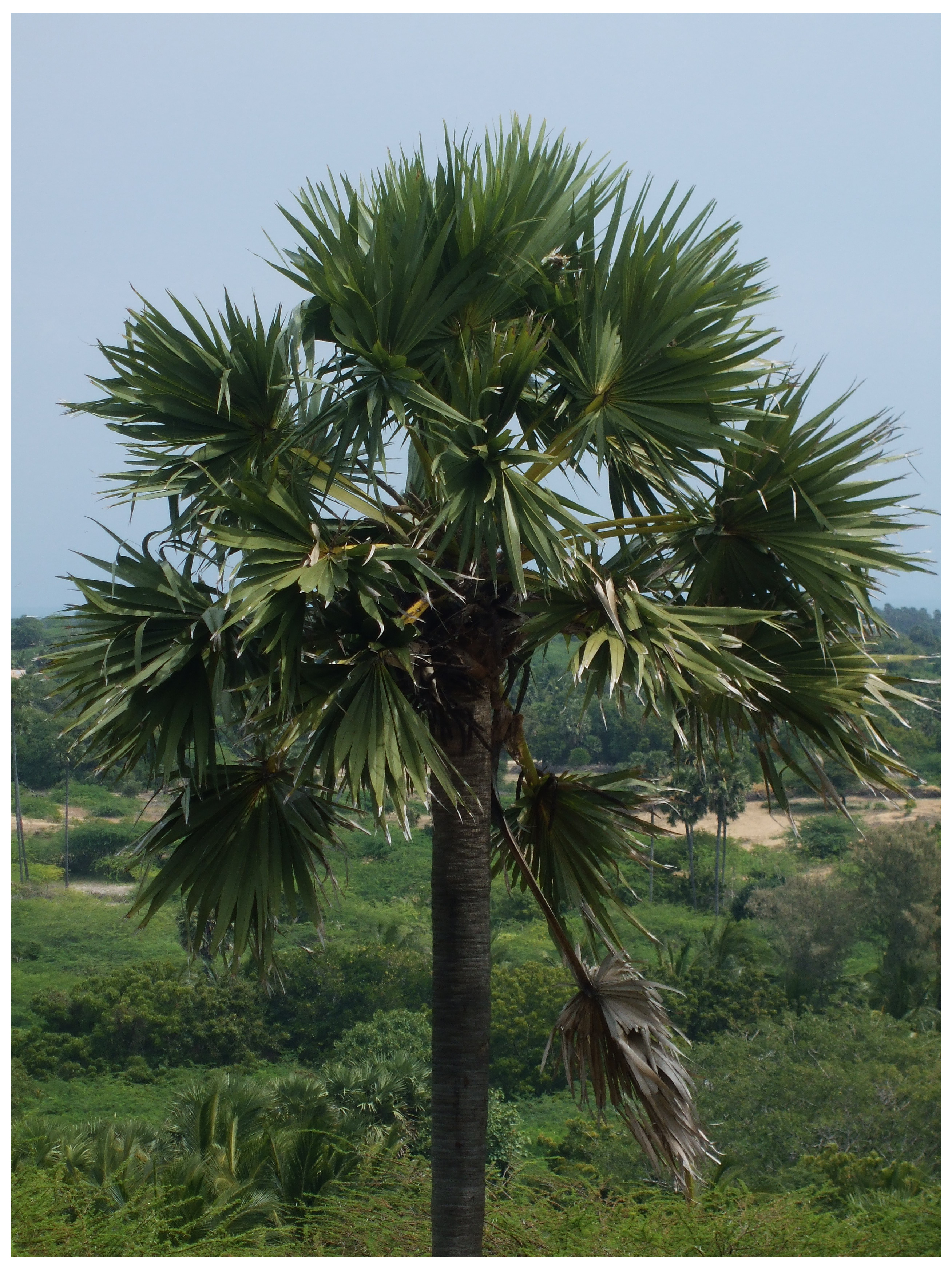 State Tree of Liberia