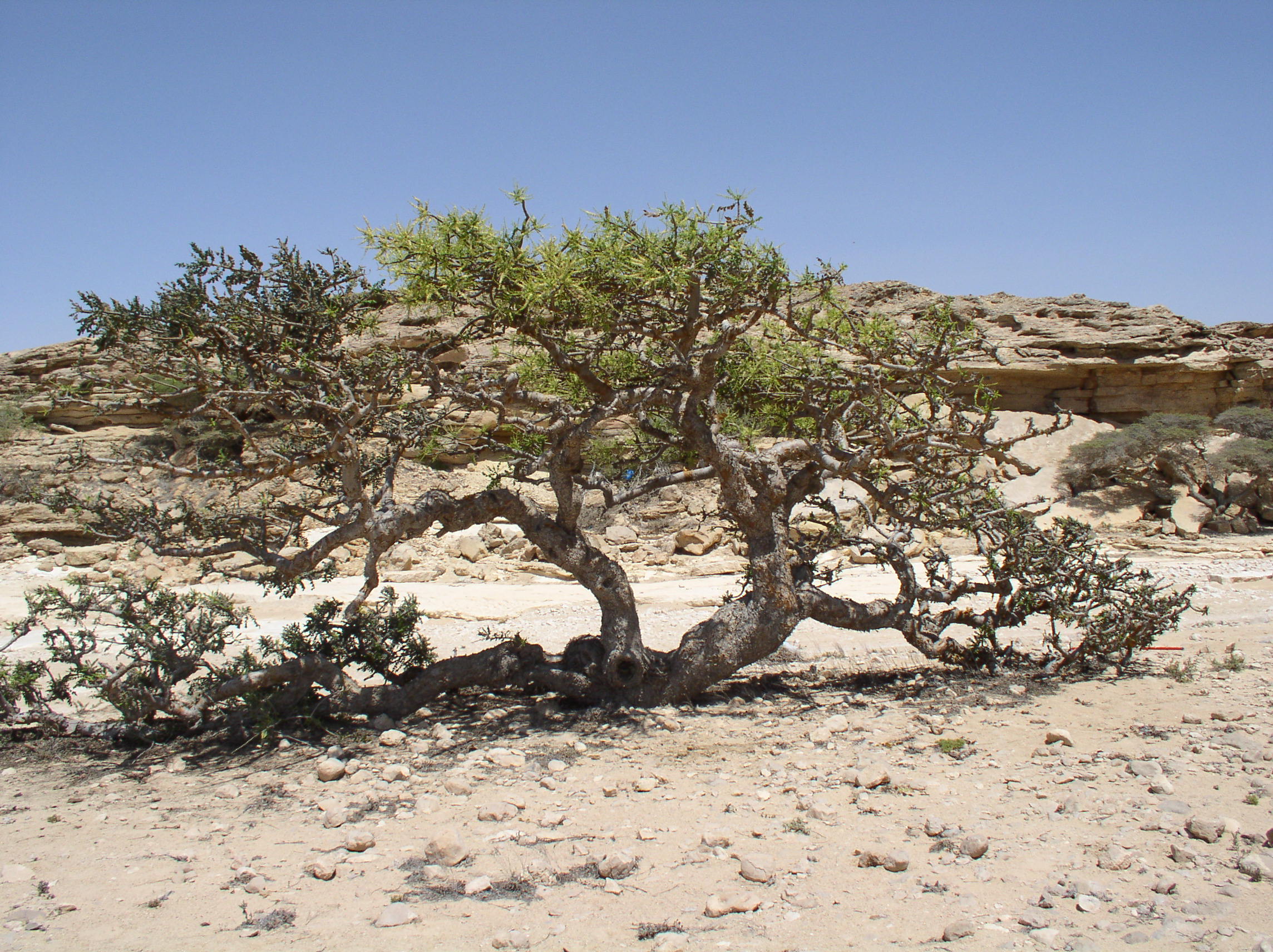 State Tree of the Somaliland