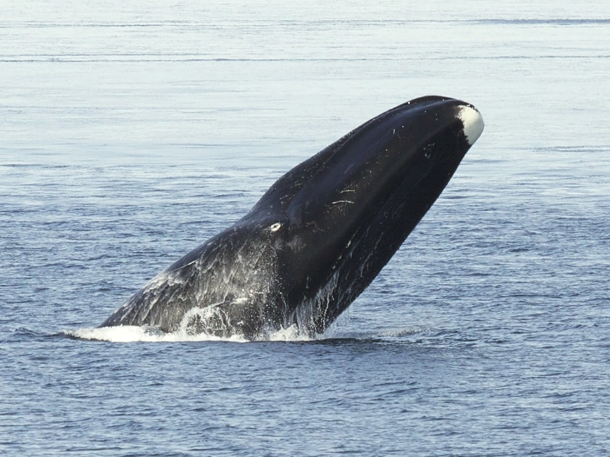 Aquatic Mammal of Ounalashka