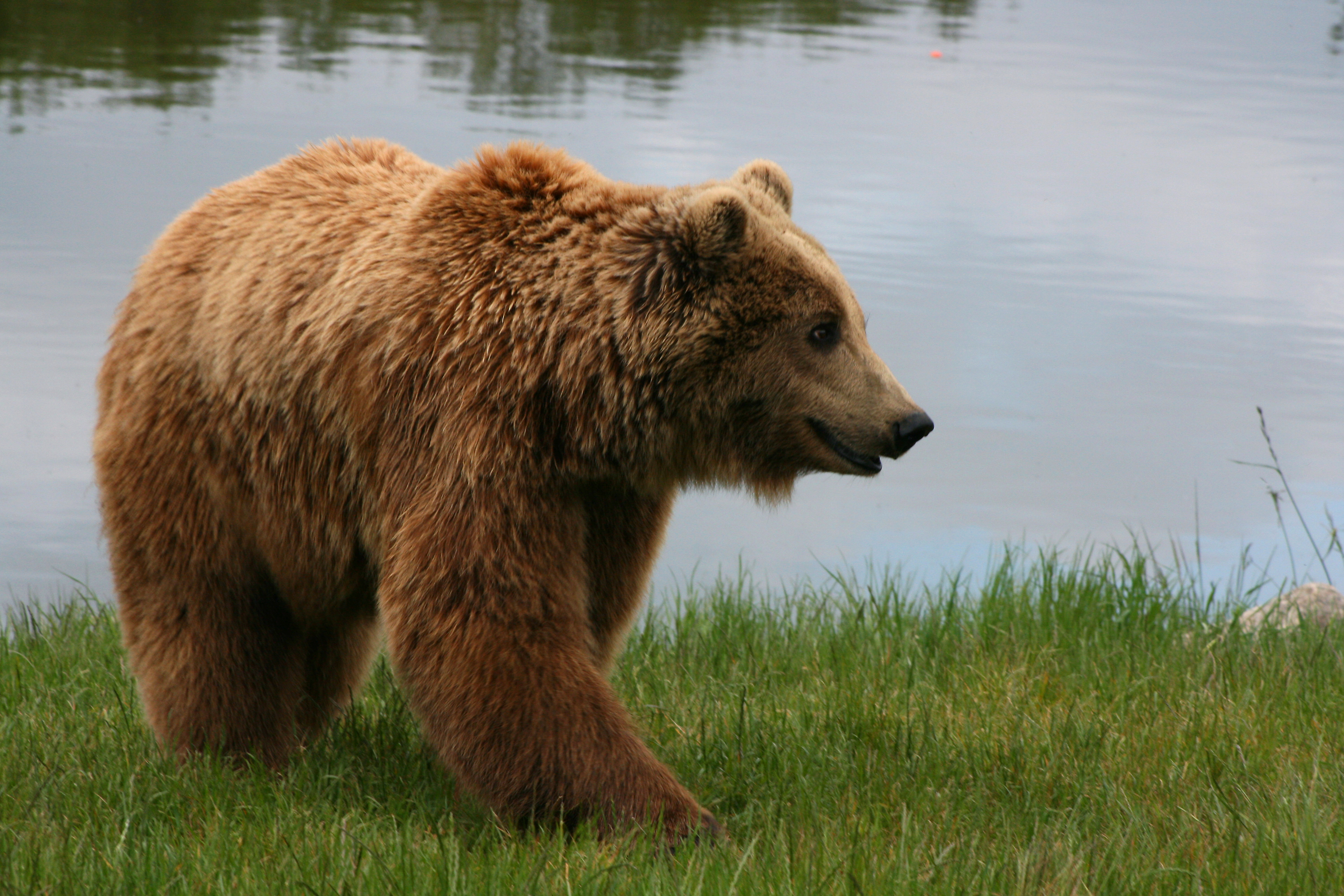 State Animal of the Finnish Republic