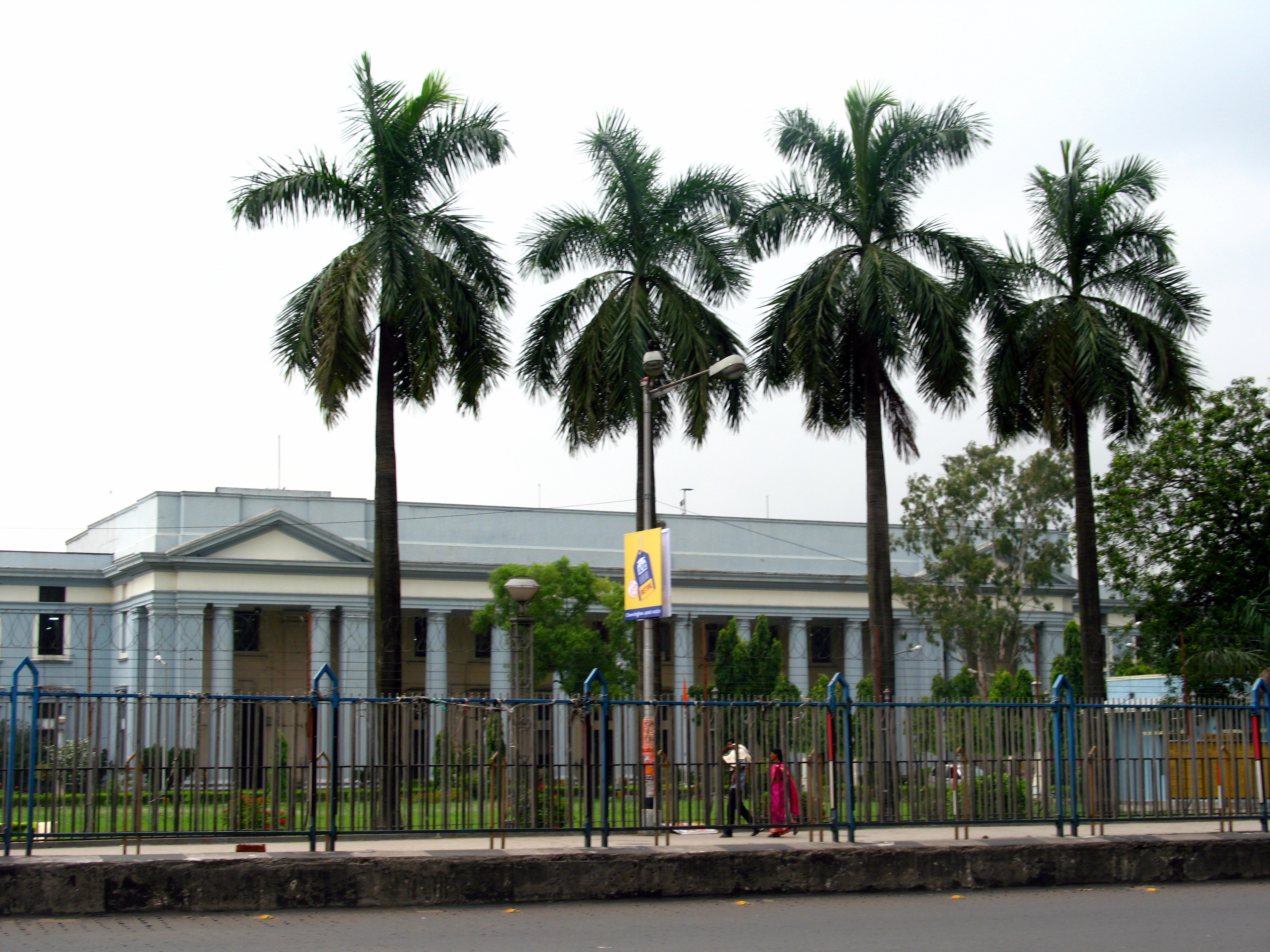 Calcutta mint.jpg