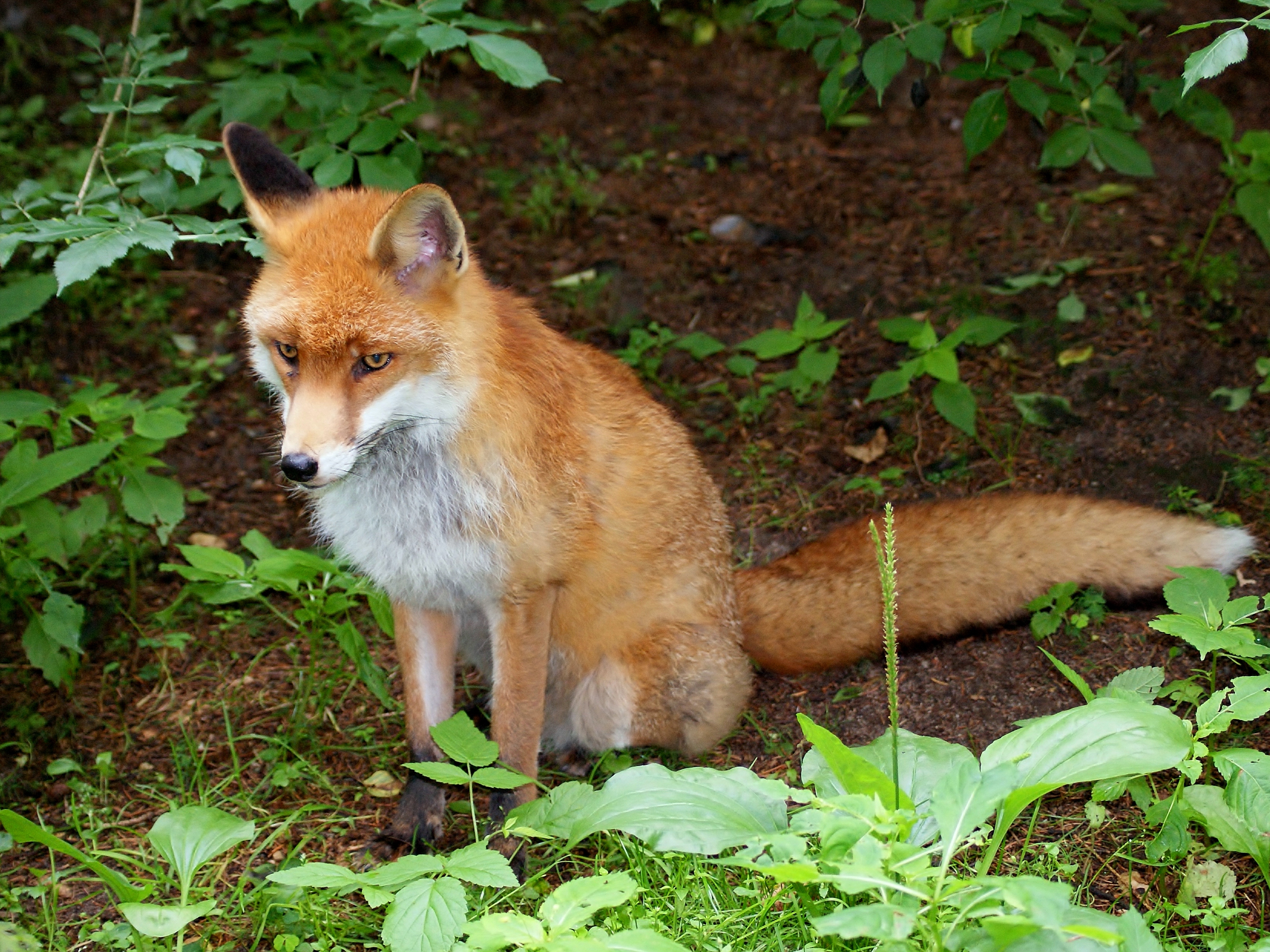 State Animal of Londonia