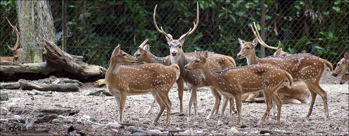 Chital Spotted Deer male (with long horn) and females (without horn)