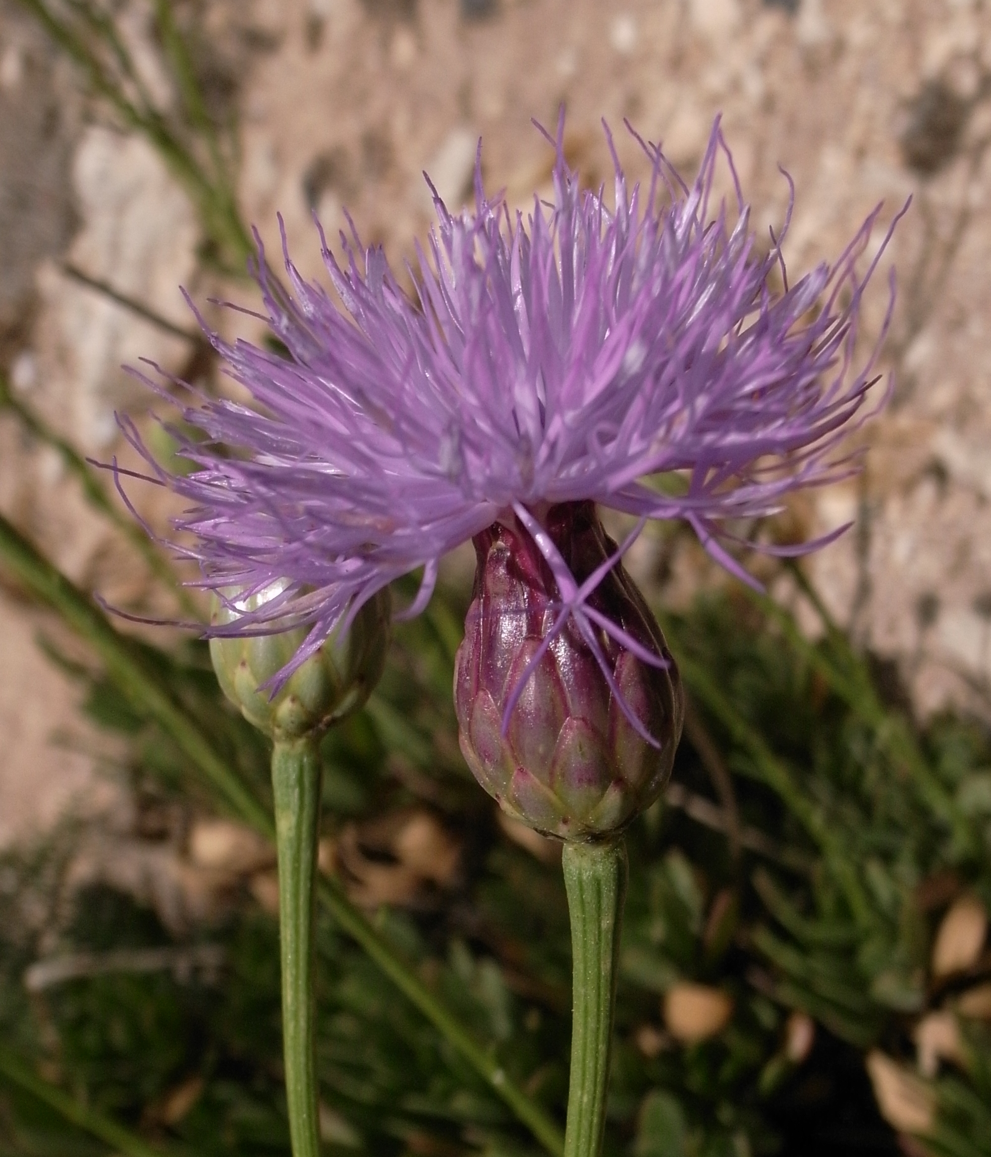 State Flower of the Malta