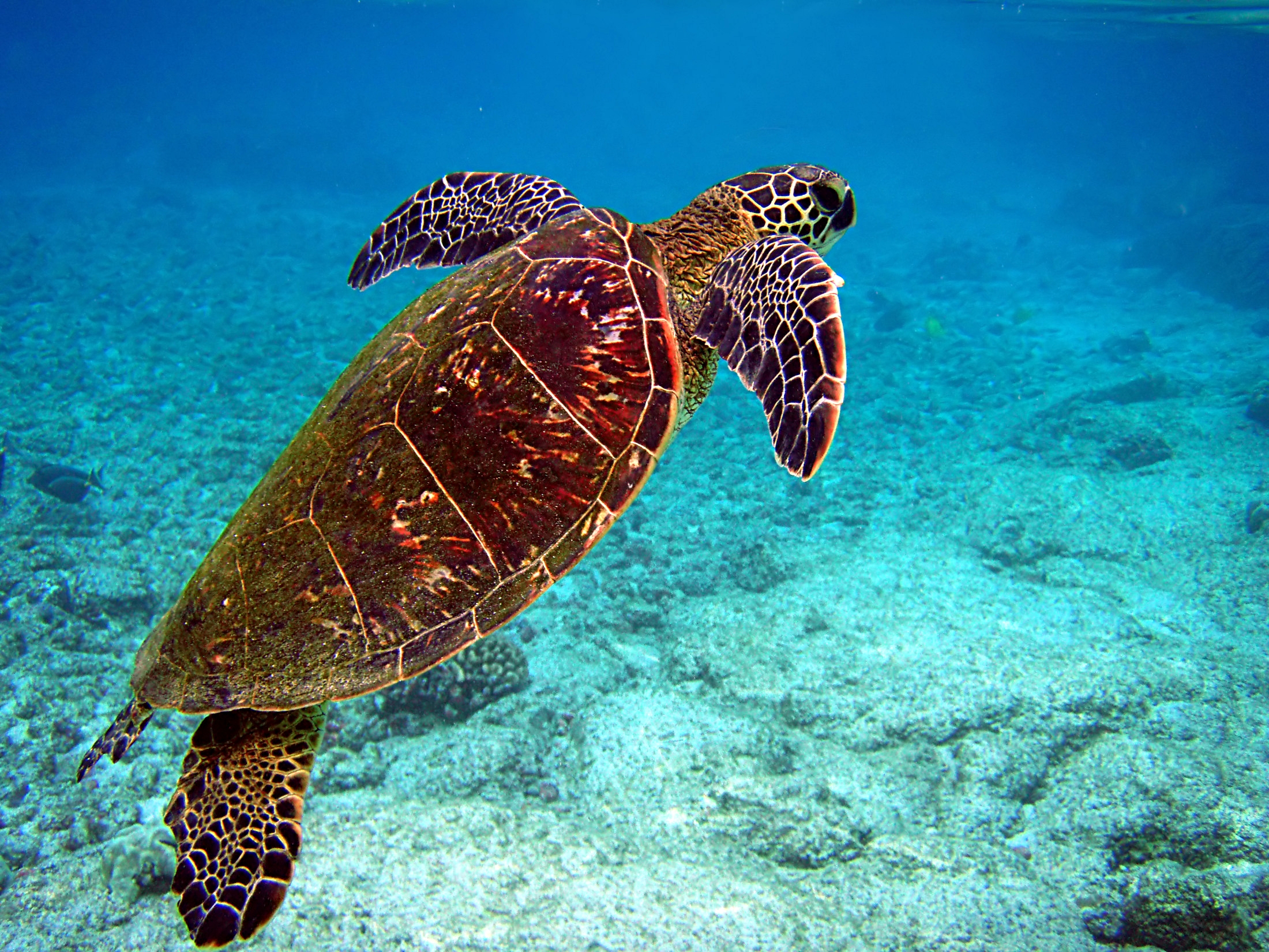 Chelonia mydas is going for the air edit.jpg