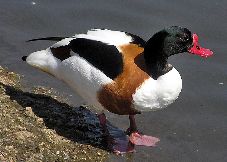 Common shelduck