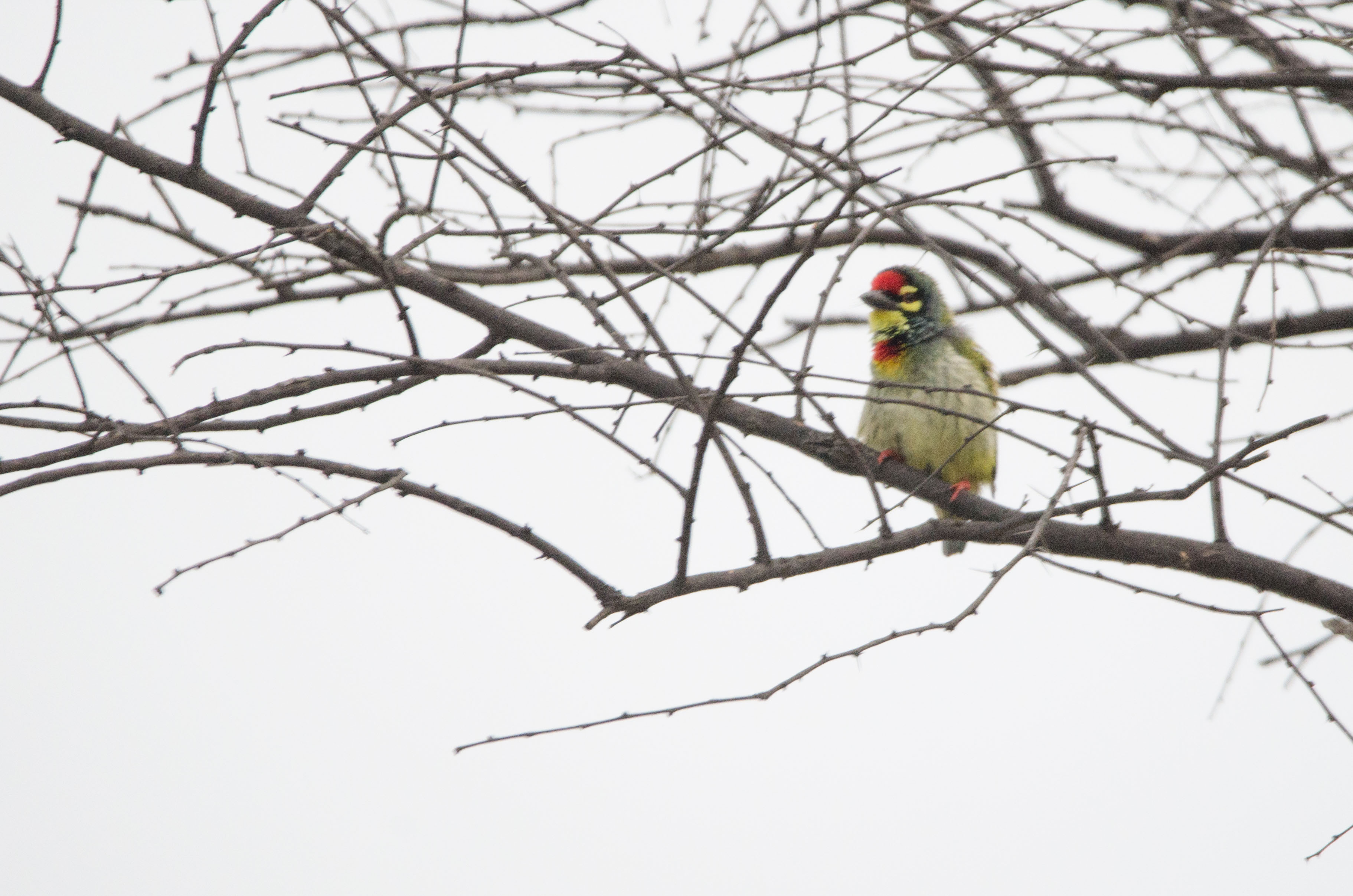 Coppersmith Barbet at Sultanpur National Park