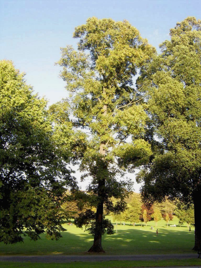 State Tree of Kernow