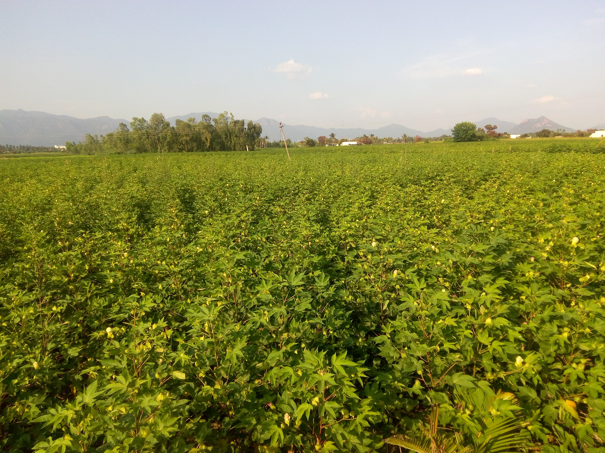 Cotton field at Singalandapuram, Rasipuram, India (2017)
