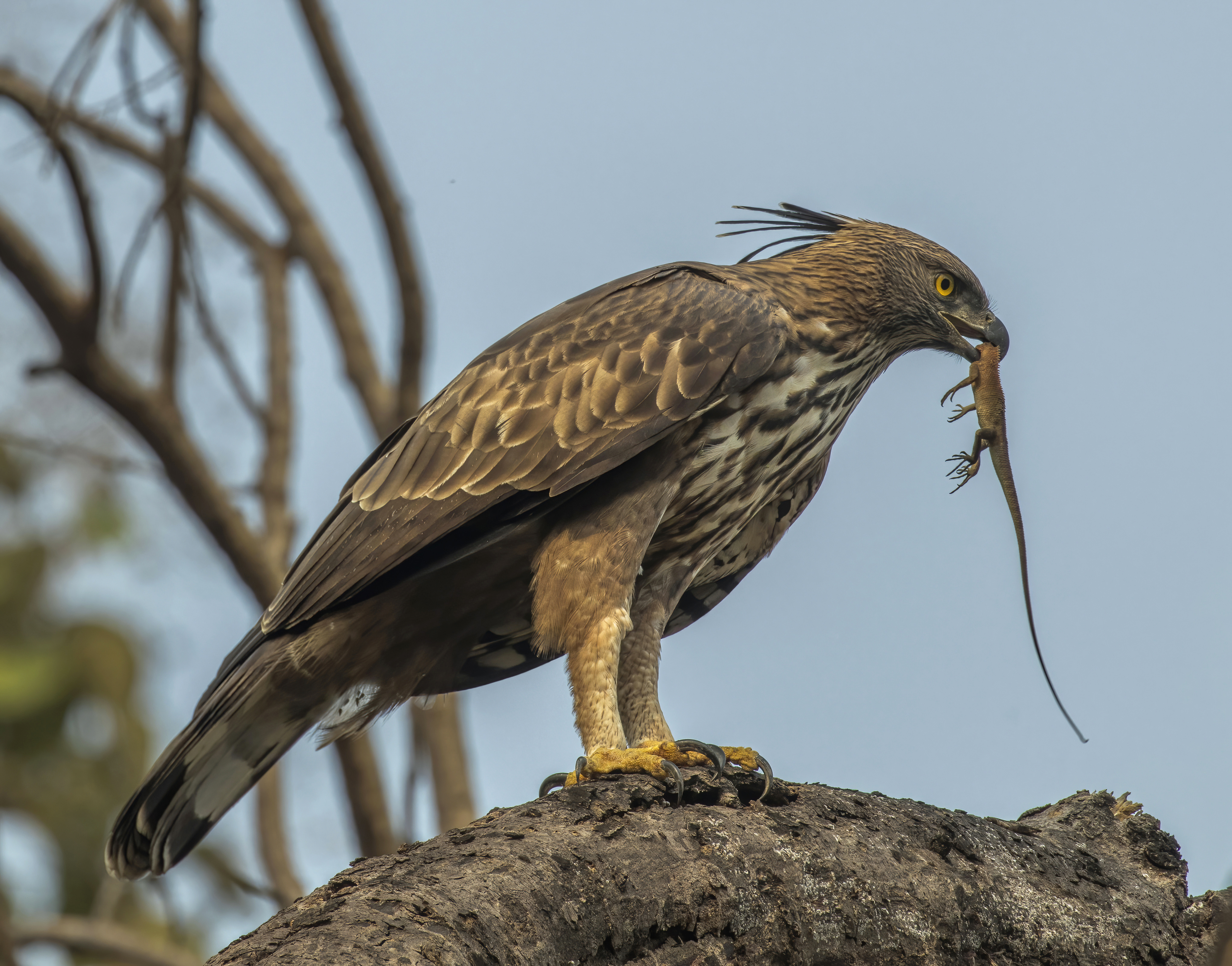 A Crested hawk-eagle with an Indian garden lizard in Satpura National Park, Madhya Pradesh