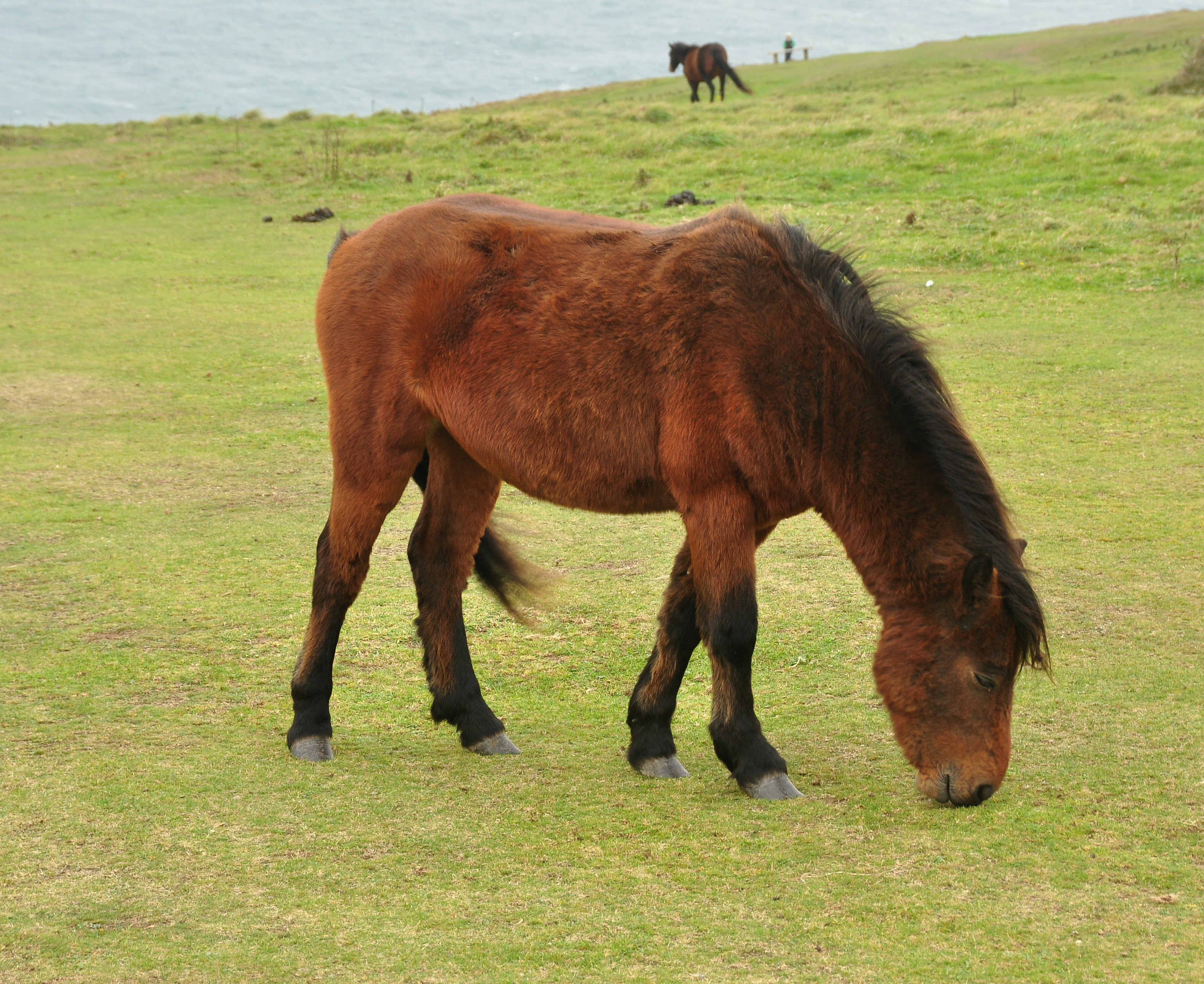 State Horse of Kernow