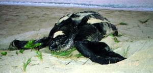 Reptile of Ounalashka