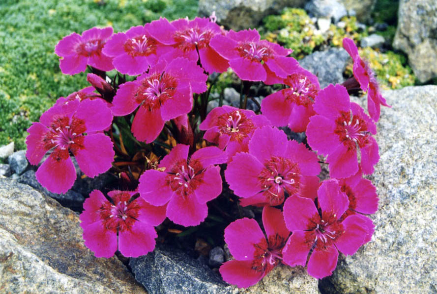 State Flower of Bulgaria