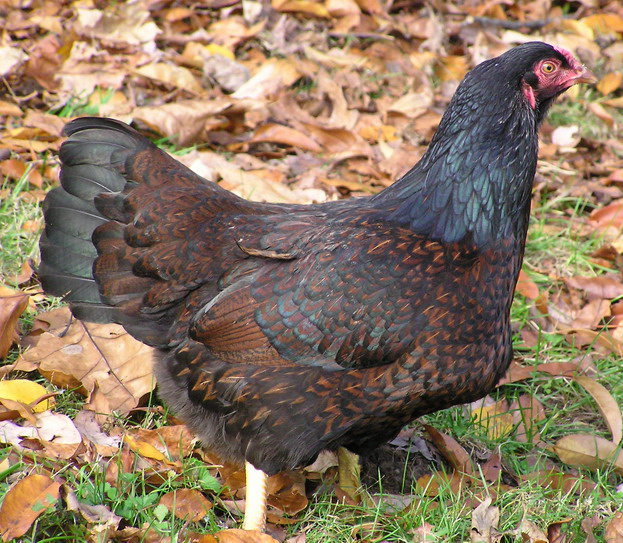 State Chicken of Kernow